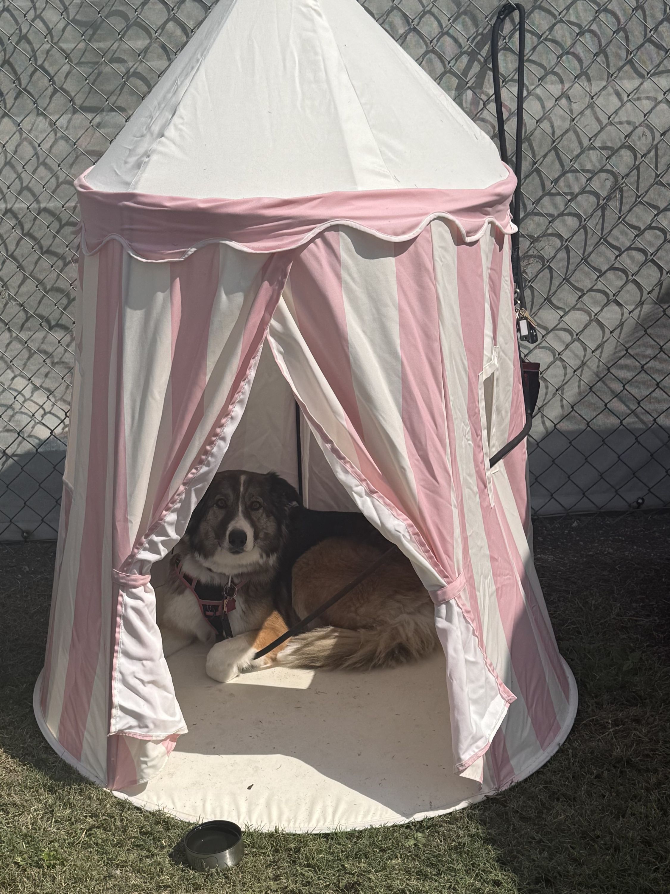 A dog lies curled up in a pink tent.